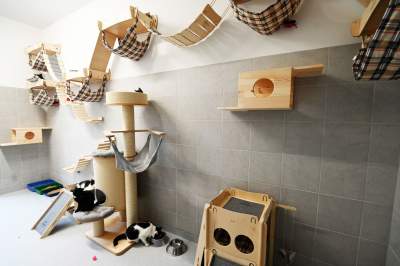 Rewelacyjny pawilon dla bezdomnych kotów. Istne kocie szaleństwo - zdjęcie 1