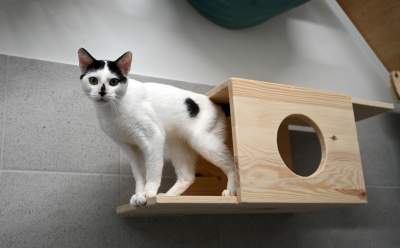 Rewelacyjny pawilon dla bezdomnych kotów. Istne kocie szaleństwo - zdjęcie 14