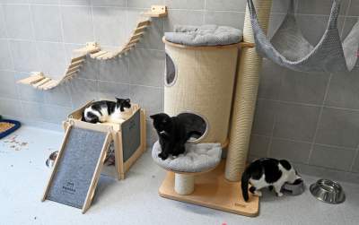 Rewelacyjny pawilon dla bezdomnych kotów. Istne kocie szaleństwo - zdjęcie 13