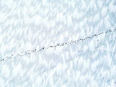 Bagry pokryte lodem. Lepiej po nim nie stąpać, to się może źle skończyć - zdjęcie 2