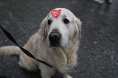 Anna Dymna jak zawsze wśród wolontariuszy, lubimy pomagać! - zdjęcie 10