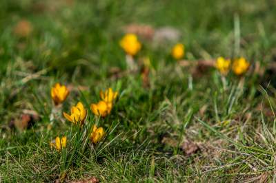 Taka sytuacja koło wzgórza Wawelskiego. Już są! - zdjęcie 7