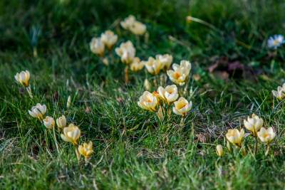Taka sytuacja koło wzgórza Wawelskiego. Już są! - zdjęcie 4