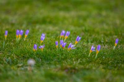 Taka sytuacja koło wzgórza Wawelskiego. Już są! - zdjęcie 3