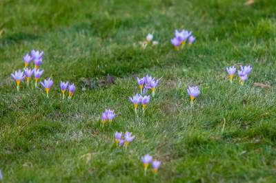 Taka sytuacja koło wzgórza Wawelskiego. Już są! - zdjęcie 2