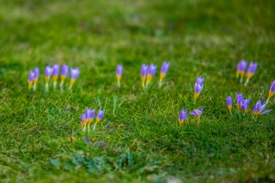 Taka sytuacja koło wzgórza Wawelskiego. Już są! - zdjęcie 1