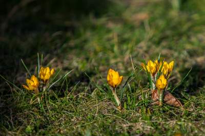 Taka sytuacja koło wzgórza Wawelskiego. Już są! - zdjęcie 10