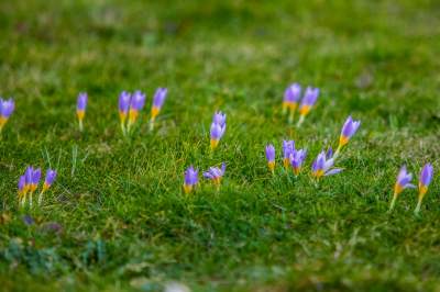 Taka sytuacja koło wzgórza Wawelskiego. Już są! - zdjęcie 6
