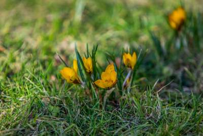 Taka sytuacja koło wzgórza Wawelskiego. Już są! - zdjęcie 8
