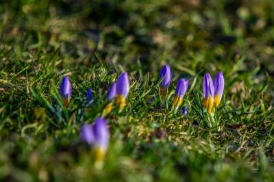 Taka sytuacja koło wzgórza Wawelskiego. Już są! - zdjęcie 9