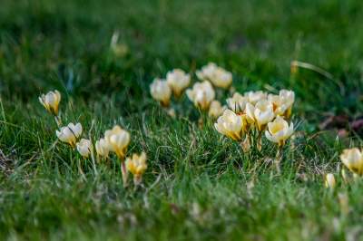 Taka sytuacja koło wzgórza Wawelskiego. Już są! - zdjęcie 5
