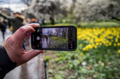 Barwna tradycja, czyli Niedziela Palmowa w Krakowie - zdjęcie 27