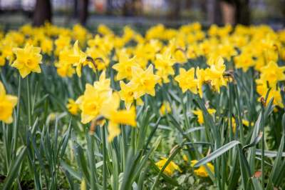 Barwna tradycja, czyli Niedziela Palmowa w Krakowie - zdjęcie 23
