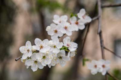 Barwna tradycja, czyli Niedziela Palmowa w Krakowie - zdjęcie 28