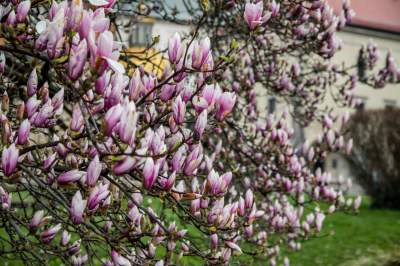 Najsłynniejsza krakowska magnolia wysłała jasny sygnał: wiosna i już! - zdjęcie 20
