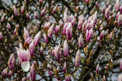 Najsłynniejsza krakowska magnolia wysłała jasny sygnał: wiosna i już! - zdjęcie 3