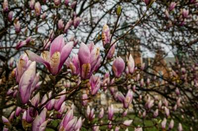 Najsłynniejsza krakowska magnolia wysłała jasny sygnał: wiosna i już! - zdjęcie 7