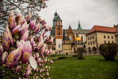 Najsłynniejsza krakowska magnolia wysłała jasny sygnał: wiosna i już! - zdjęcie 13