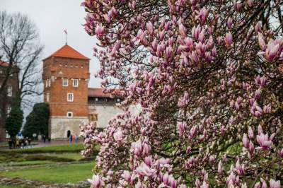 Najsłynniejsza krakowska magnolia wysłała jasny sygnał: wiosna i już! - zdjęcie 19