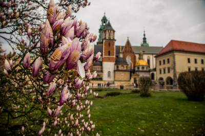 Najsłynniejsza krakowska magnolia wysłała jasny sygnał: wiosna i już! - zdjęcie 12