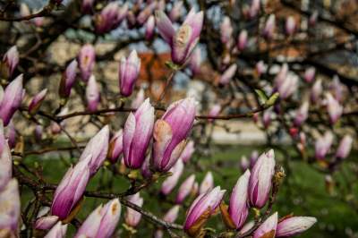Najsłynniejsza krakowska magnolia wysłała jasny sygnał: wiosna i już! - zdjęcie 6