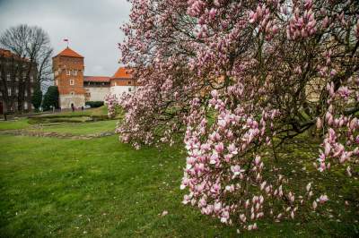 Najsłynniejsza krakowska magnolia wysłała jasny sygnał: wiosna i już! - zdjęcie 10