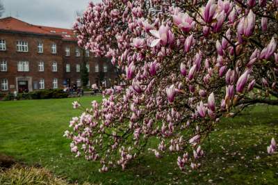 Najsłynniejsza krakowska magnolia wysłała jasny sygnał: wiosna i już! - zdjęcie 4