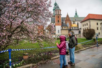 Najsłynniejsza krakowska magnolia wysłała jasny sygnał: wiosna i już! - zdjęcie 16