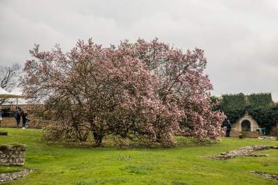 Najsłynniejsza krakowska magnolia wysłała jasny sygnał: wiosna i już! - zdjęcie 1