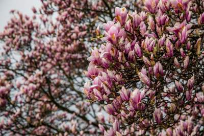 Najsłynniejsza krakowska magnolia wysłała jasny sygnał: wiosna i już! - zdjęcie 11