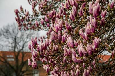 Najsłynniejsza krakowska magnolia wysłała jasny sygnał: wiosna i już! - zdjęcie 14