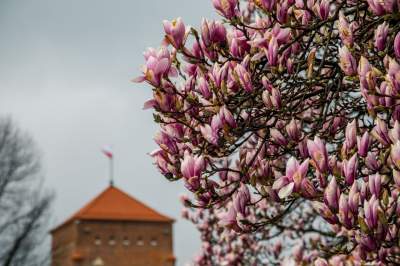 Najsłynniejsza krakowska magnolia wysłała jasny sygnał: wiosna i już! - zdjęcie 8
