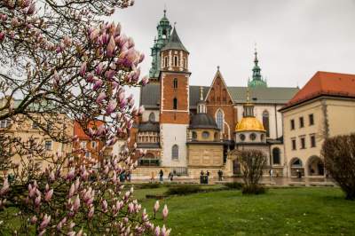 Najsłynniejsza krakowska magnolia wysłała jasny sygnał: wiosna i już! - zdjęcie 17