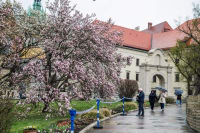 Najsłynniejsza krakowska magnolia wysłała jasny sygnał: wiosna i już! - zdjęcie 18
