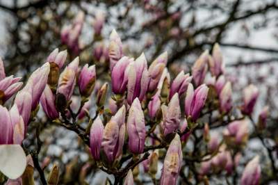 Najsłynniejsza krakowska magnolia wysłała jasny sygnał: wiosna i już! - zdjęcie 15