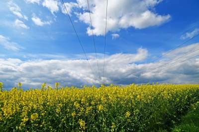 Okolice Nowej Huty: rzepak w tym roku oszalał - zdjęcie 2