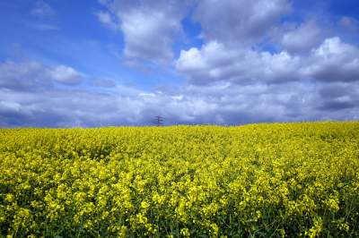 Okolice Nowej Huty: rzepak w tym roku oszalał - zdjęcie 16