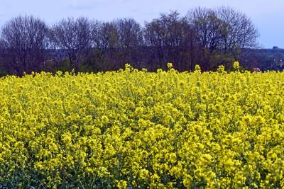 Okolice Nowej Huty: rzepak w tym roku oszalał - zdjęcie 6