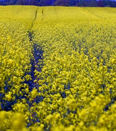 Okolice Nowej Huty: rzepak w tym roku oszalał - zdjęcie 9