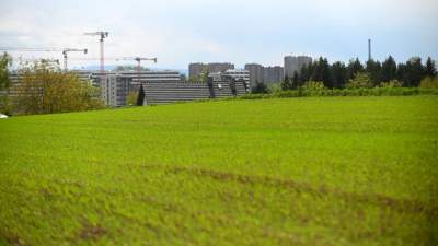 Okolice Nowej Huty: rzepak w tym roku oszalał - zdjęcie 11