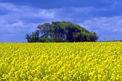 Okolice Nowej Huty: rzepak w tym roku oszalał - zdjęcie 1
