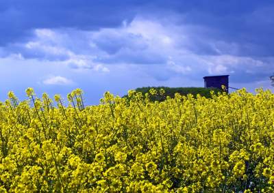Okolice Nowej Huty: rzepak w tym roku oszalał - zdjęcie 4