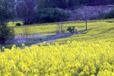 Okolice Nowej Huty: rzepak w tym roku oszalał - zdjęcie 8