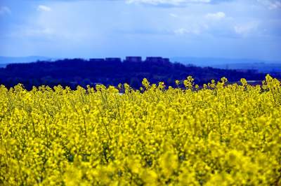 Okolice Nowej Huty: rzepak w tym roku oszalał - zdjęcie 25