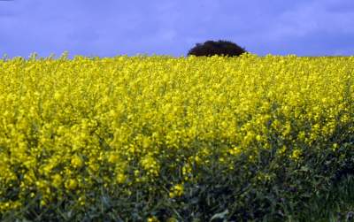 Okolice Nowej Huty: rzepak w tym roku oszalał - zdjęcie 26
