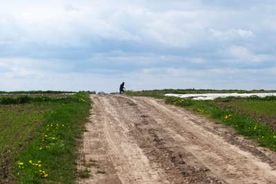 Okolice Nowej Huty: rzepak w tym roku oszalał - zdjęcie 12
