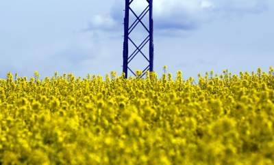 Okolice Nowej Huty: rzepak w tym roku oszalał - zdjęcie 14