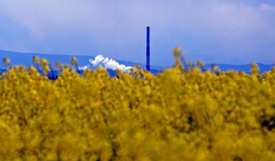 Okolice Nowej Huty: rzepak w tym roku oszalał - zdjęcie 3