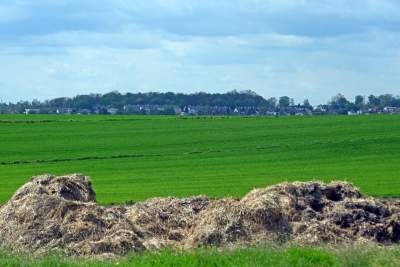 Okolice Nowej Huty: rzepak w tym roku oszalał - zdjęcie 13