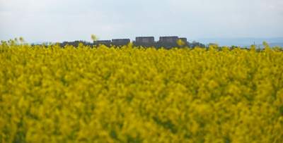 Okolice Nowej Huty: rzepak w tym roku oszalał - zdjęcie 18
